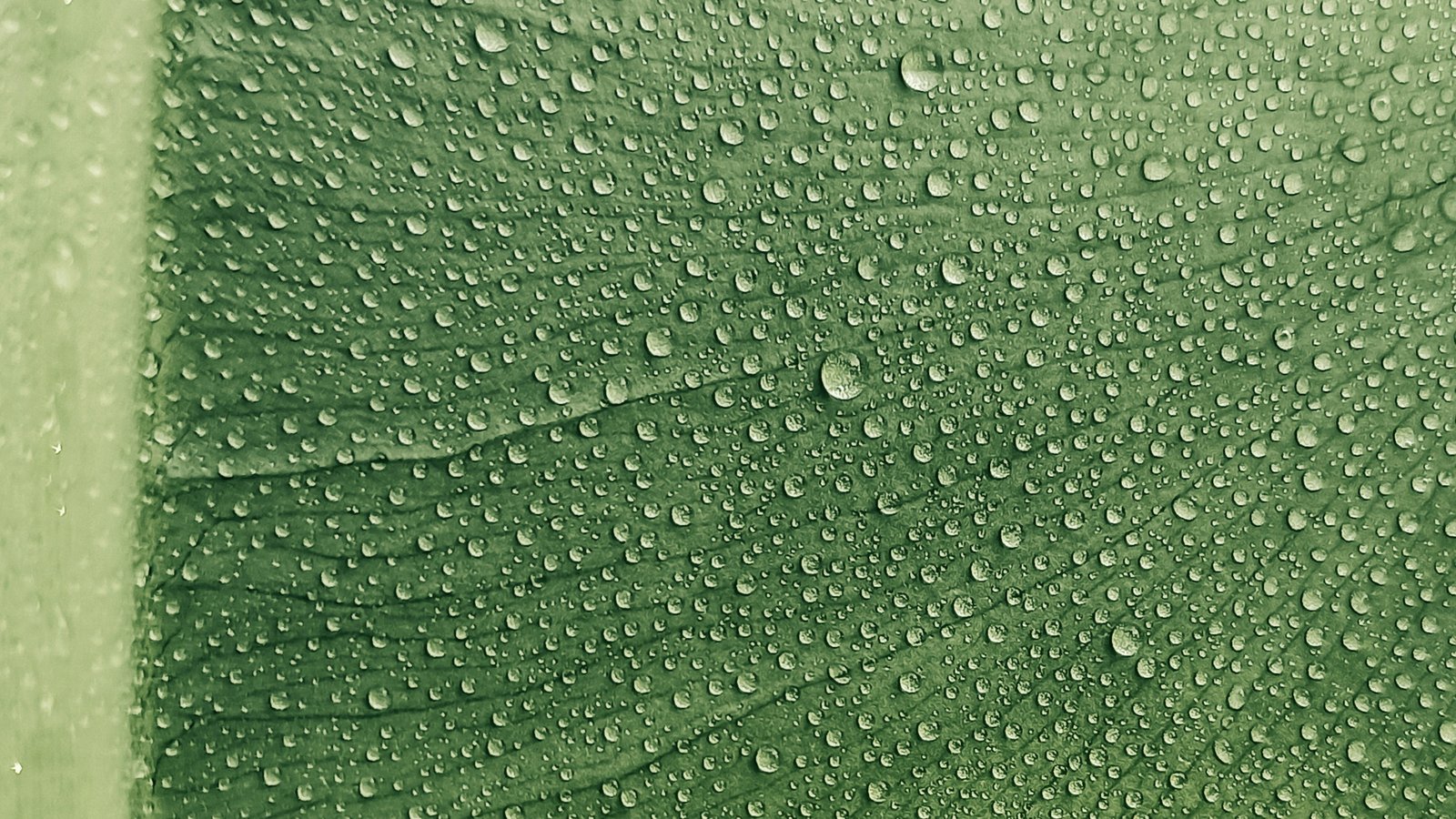 Brand library, water droplets on a green leaf